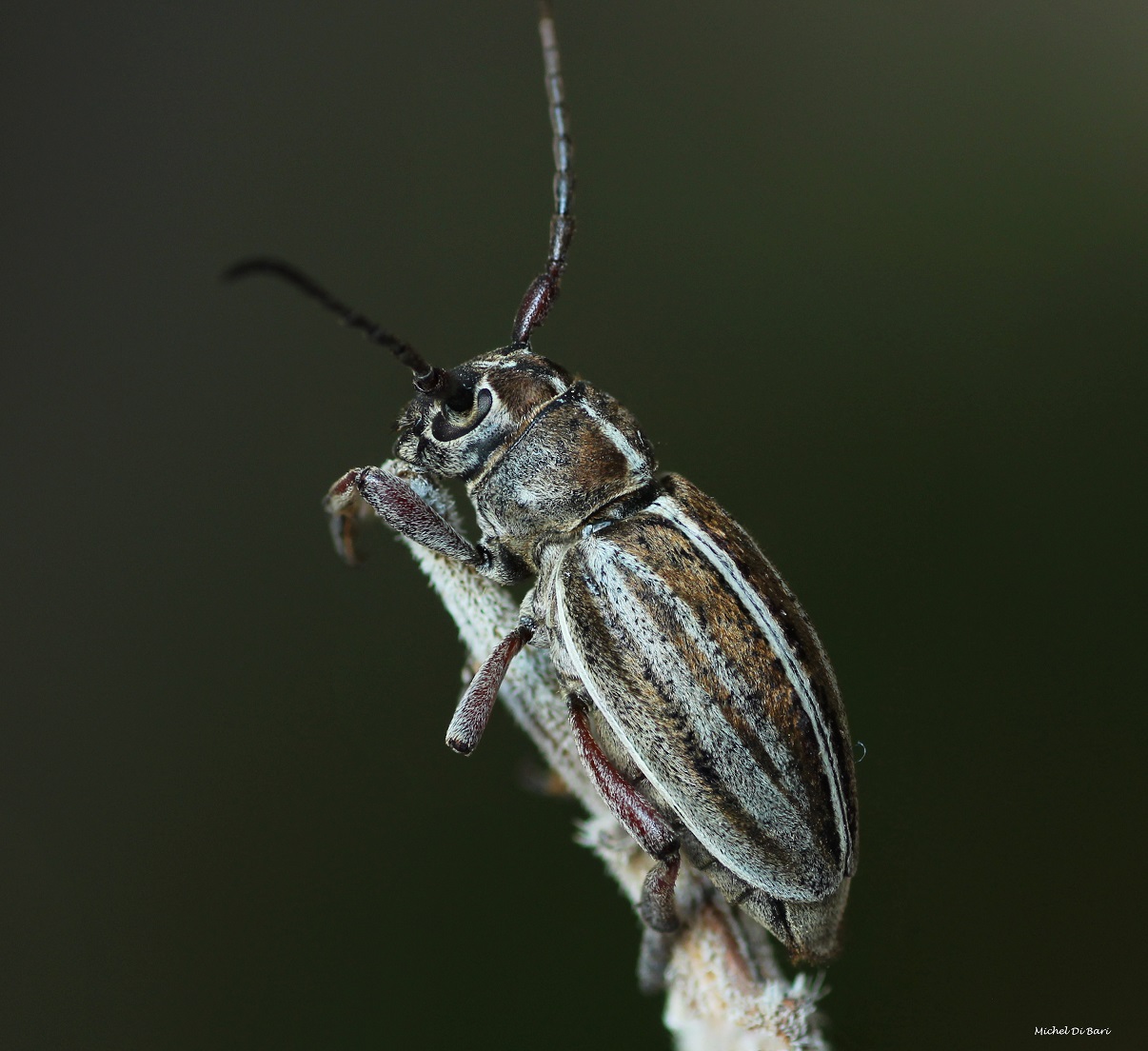 Cerambycidae: Dorcadion etruscum, femmina